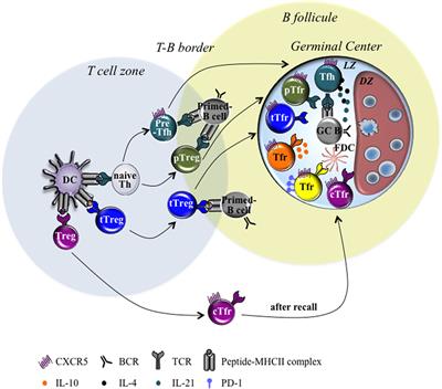 Frontiers | Several Follicular Regulatory T Cell Subsets With Distinct ...